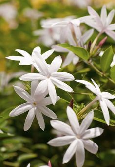 Rainforest - Eau De Toilette